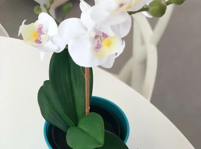 Lejlighed Luxury Beachfront Penthouse El Médano