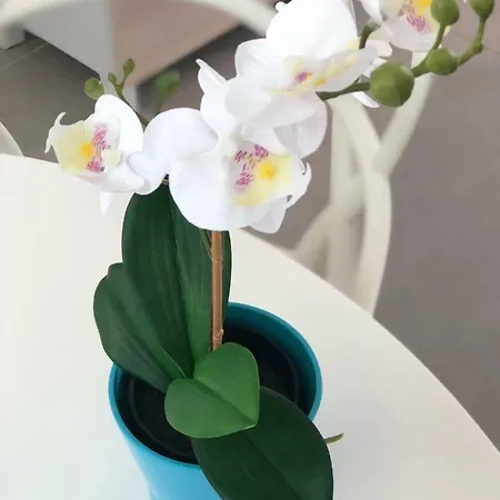 Apartment Luxury Beachfront Penthouse El Medano (Tenerife)